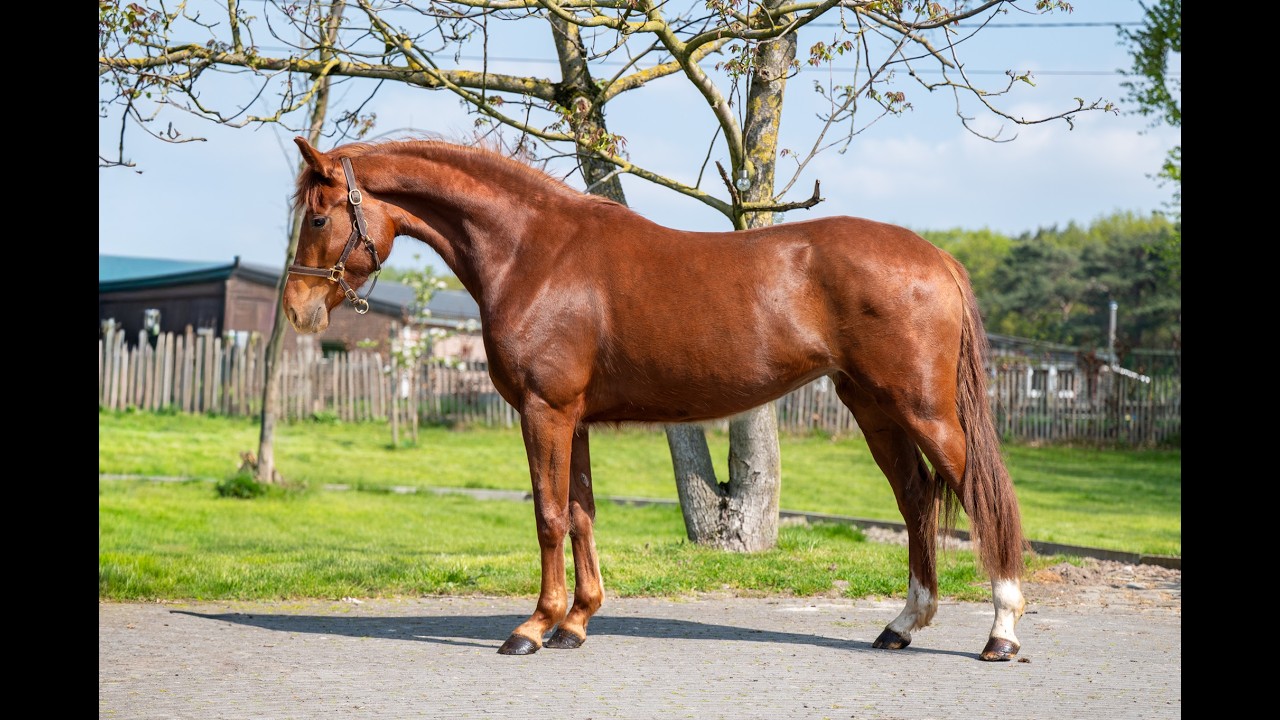 The Flashmob vd Toem (FLASHBANG x ROHDIAMANT) video 1