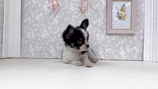 チワワ（ロング）の動画01