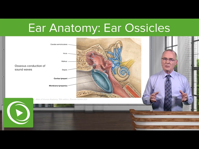 Video Pronunciation of external acoustic meatus in English