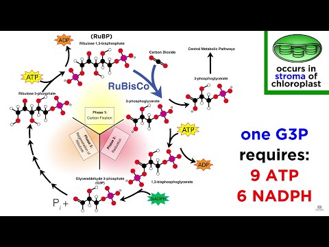 Photosynthesis: Light Reactions and the Calvin Cycle