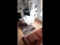 dog chasing ghost out of house 