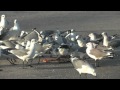 Seagulls Eat A Whole Pizza At The Beach