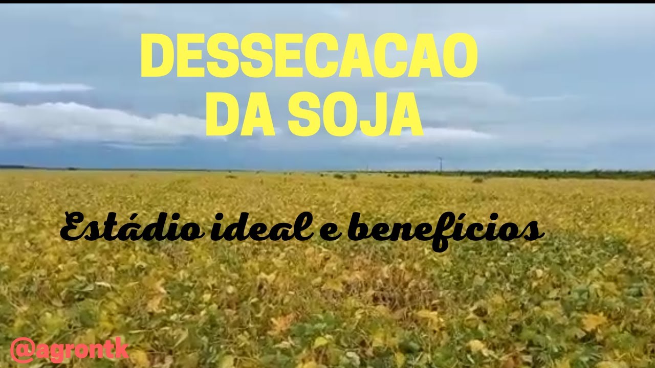 DESSECACAO DA SOJA, ESTÁDIO IDEAL E BENEFÍCIOS