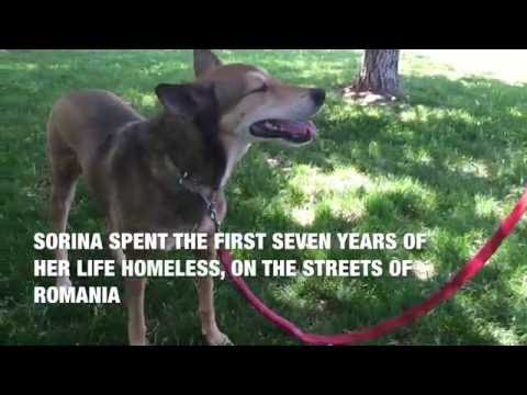 Meet Sorina | World of Angus