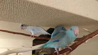 ブルーアメホ兄弟