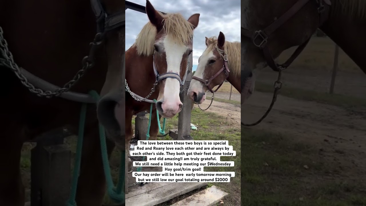 How to donate for our Wednesday Hay program, kindly click on link in bio and Donate #ashfoundation