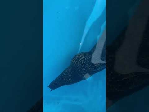 サビウツボでしょうか？見慣れないウツボが水揚げされています。