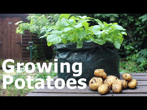 image-Is it safe to grow vegetables in plastic bags?