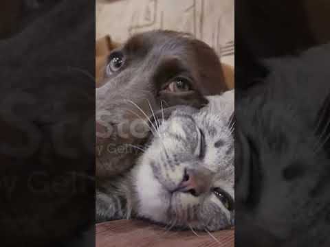 cat and dog | friendship #funny animals #shorts