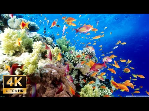 4K Stunning Underwater Wonders of the Red Sea + Relaxing Music