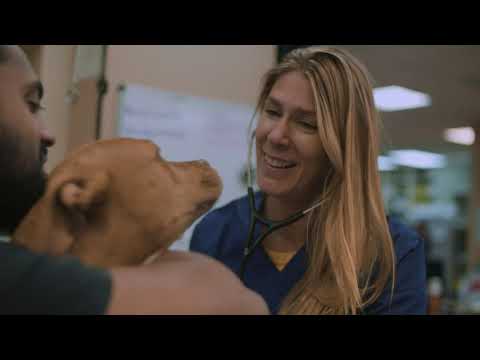image-What veterinary specialty is highest paid?