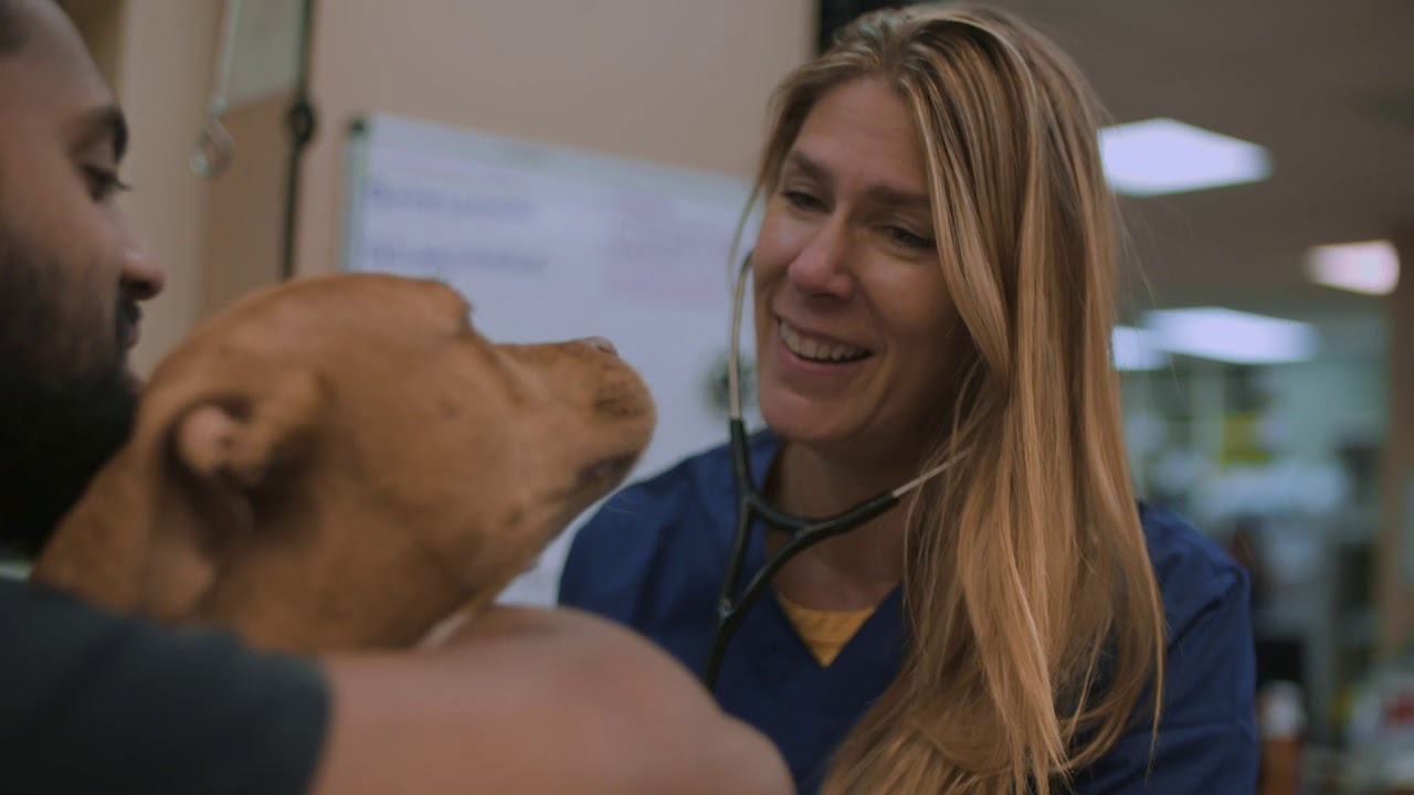 The Many Career Paths in Veterinary Medicine