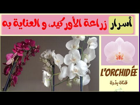 , title : 'الأوركيد والعناية به - كيف نعتني بزهرة الاوركيد بشكلٍ صحيح؟ Orchid Care'