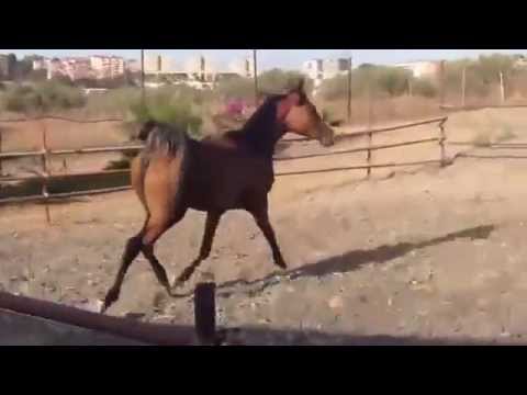 Hamyra Baio Filly 2013 ( Ardashir RG x Wishana RG )