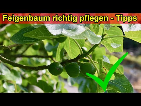 Feigenbaum richtig pflegen - Echte Feige Pflege – Standort, Gießen, Düngen, Schneiden, Überwintern