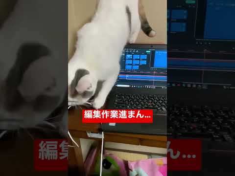 史学科 編集作業進まん…#shorts