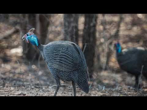 Zuid Afrika FotoClass