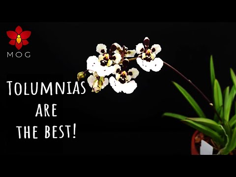 13 Reasons why Tolumnias are THE BEST Orchids & you need to have one!