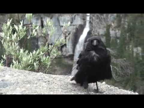 Rocky Raven 20100701141234