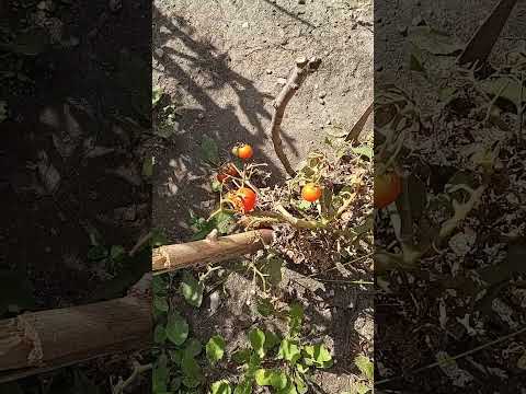 Final Tiny Tim Tomato? Harvest .