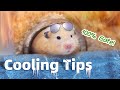 How to Cool Down Hamster in Hot Weather