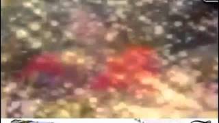 The Books - Free Translator