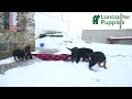 German Shepherd dogs for sale: Malerie - Video 1