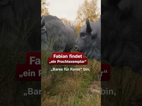 Mit Fabian in der Wildnis | Bares für Rares #shorts