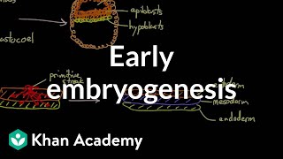 Early Embryogenesis - Cleavage, Blastulation, Gastrulation, and Neurulation