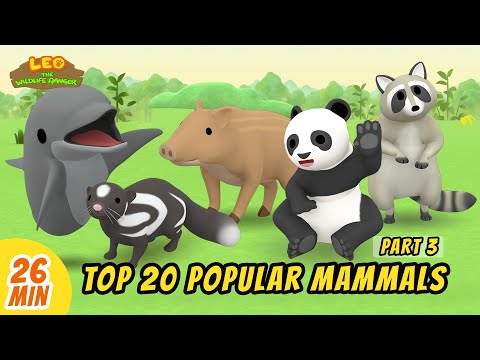 Top 20 Popular Mammals Minisode Compilation (Part 3/4) - Leo the Wildlife Ranger | Animation