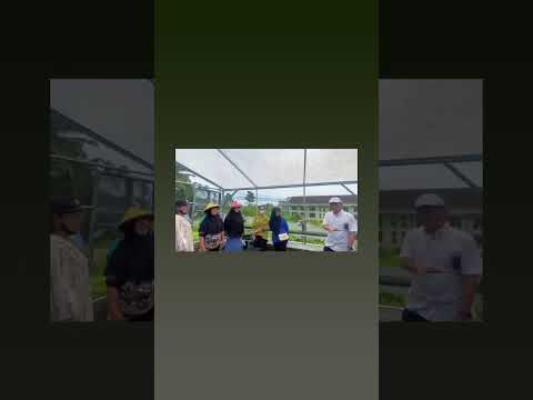 Kunjungan Lapangan Bapak Ir. Daud Simanjuntak, MM ke Kelompok Wanita Tani (KWT) Permata Raya