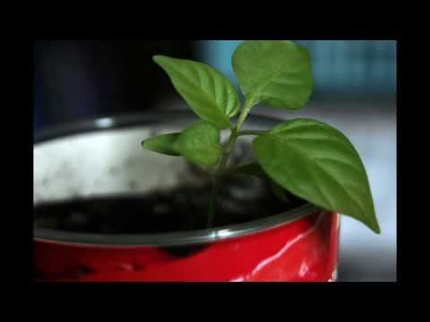 Time lapse of Naga Chilli plant