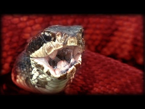 Cottonmouth vs Rattlesnake 03 - Music