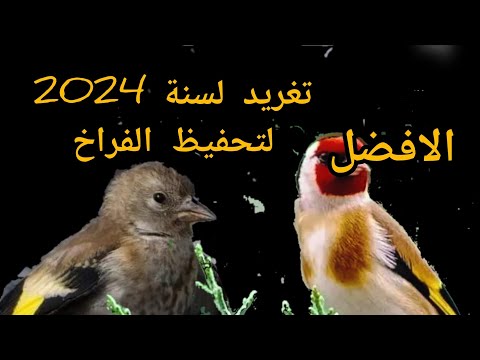 تغريد الحسون البري لتعليم وتحفيظ الفراخ لموسم 2024 صافي ونقي ونادر
