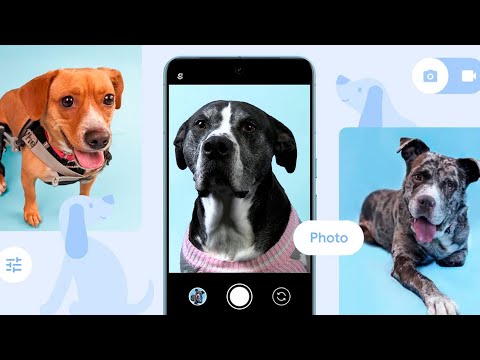 How Google Wants to Help Rescue Puppies Find a Fur-Ever Home