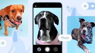 How Google Wants to Help Rescue Puppies Find a Fur-Ever Home