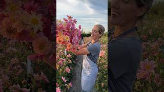 Download lagu An armload of Dahlia Floret seedlings mp3 Download lagu An armload of Dahlia Floret seedlings mp3