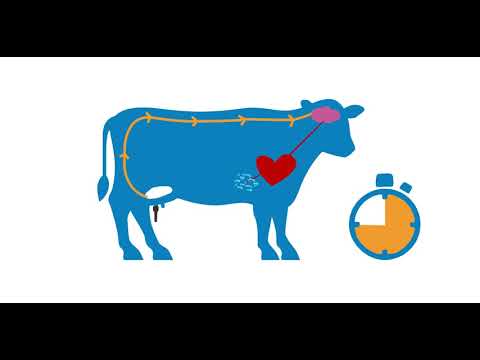 BouMatic, optimale Eutervorbereitung in einem Melkroboter