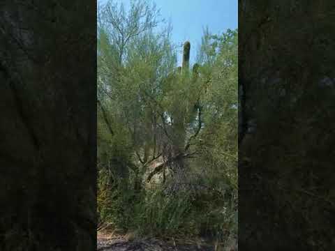 Great view of mountain range from back of campground