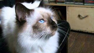 Machi Rufino, "Dios de la adolescencia" (Invisible)