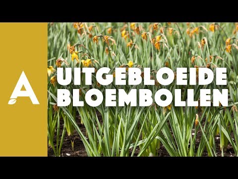 Wat doe je met uitgebloeide bloembollen?