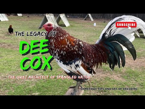 Dee Cox: The Quiet Architect of the Spangled Hatch | A Gamefowl Legacy That Still Fights Today
