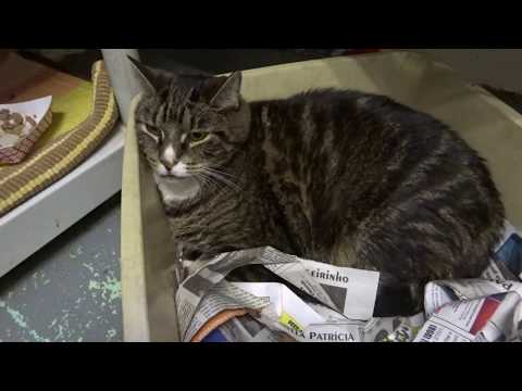 Gizmo, an adopted Domestic Short Hair in Mt. Vernon, NY_image-1
