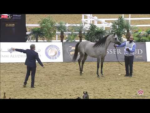 N 283 BAHI AL SAAD   23rd Qatar National Arabian Horse Show   Yearling Colts Class 6A