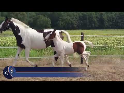 CRYPTONITE D'ORCHIDEA Z