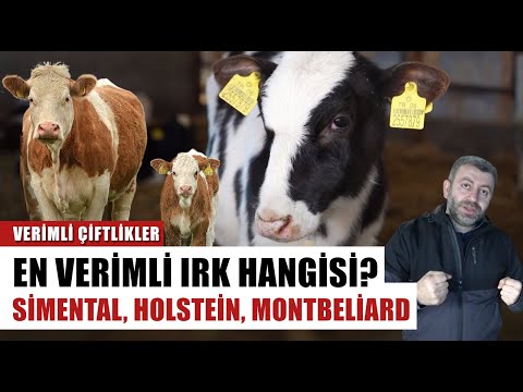 , title : 'En Verimli İnek Irkı Hangisi? Simental, Holstein, Montbeliard l Verimli Çiftliler'