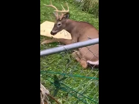 Police rescue deer caught in hammock