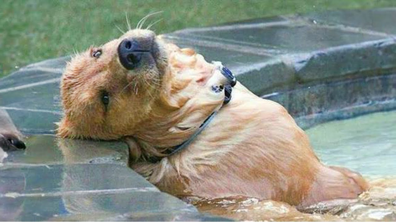 The Laziest DOGS are the master of 'Chill'🙈🤣Funny Dog Videos 2024