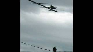 Verde bosque - Luis Alberto Spinetta