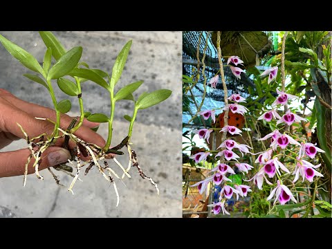 , title : 'Cách giâm cành hoa lan bằng ra rễ cực nhiều | Beautiful orchid pot'